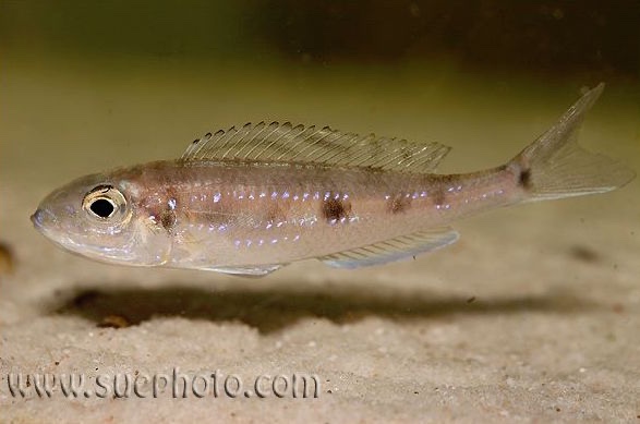 Microdontochromis tenuidentatus 'Katete'